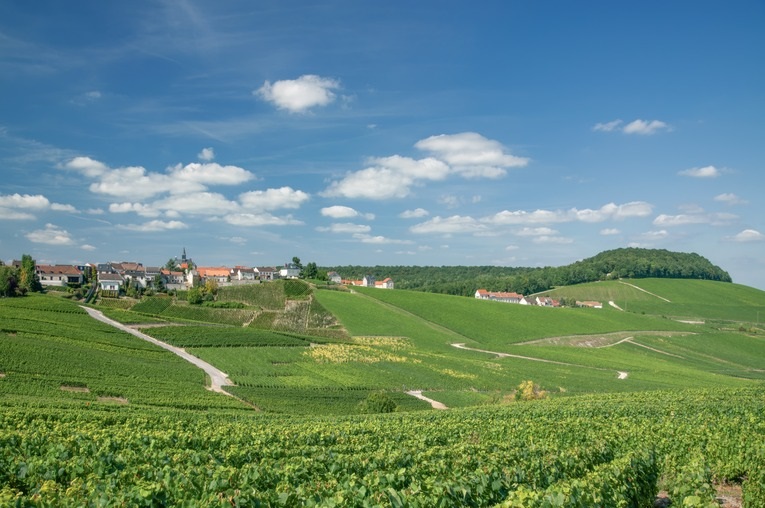 Regional Tasting Note Image